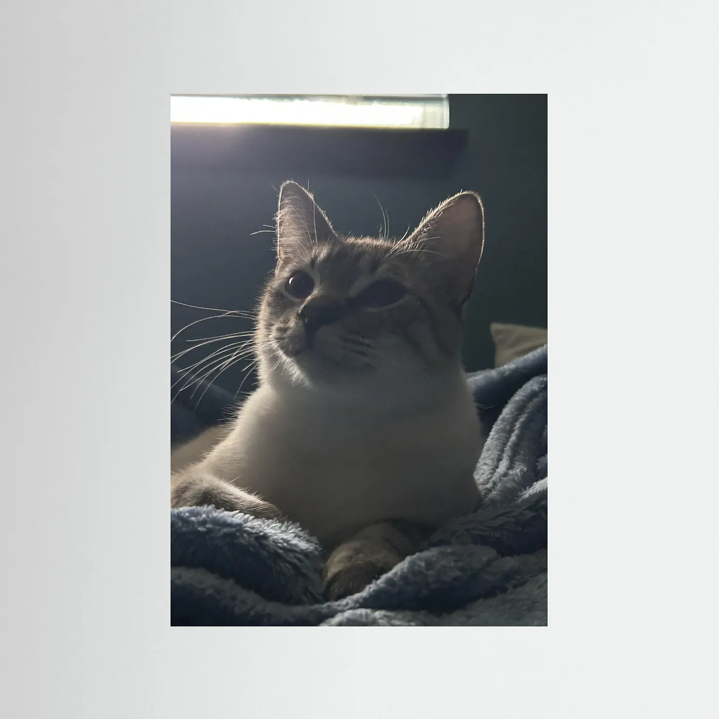 Miaumeister