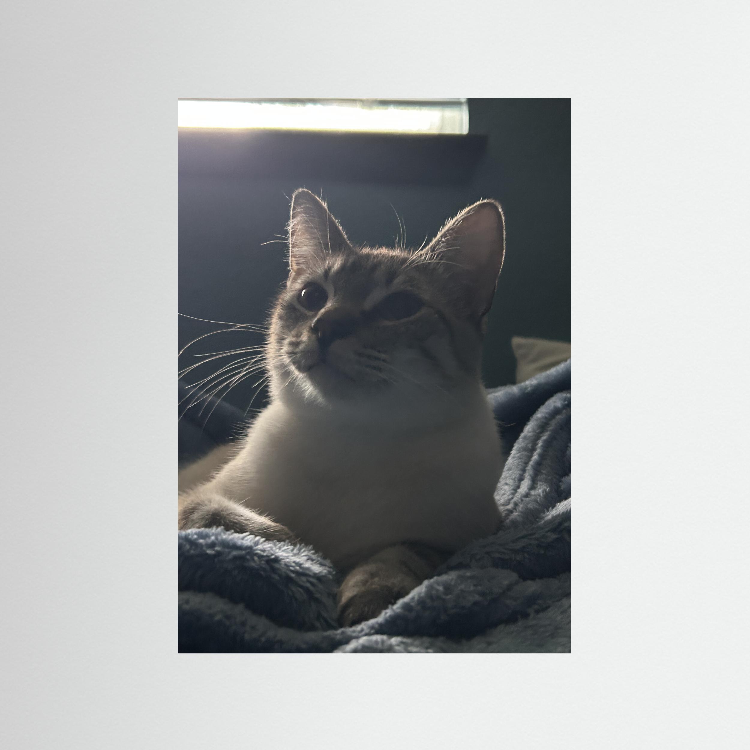 Miaumeister